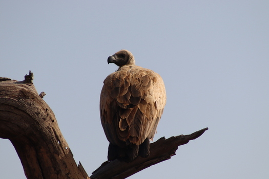 View of a vulture perched on a weathered tree branch against a clear sky at Tumbeta Private Game Reserve Thabazimbi Limpopo South Africa.