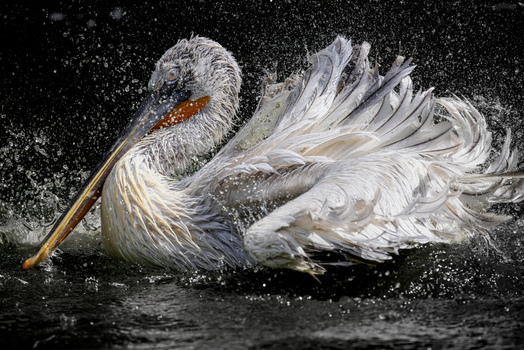 View of a Dalmatian pelican splashing in the water with droplets flying against a dark background Mulhouse Grand Est France.