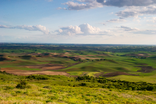 View of the rolling hills and agricultural fields of the Palouse landscape under a cloudy sky in Whitman County Washington United States.
