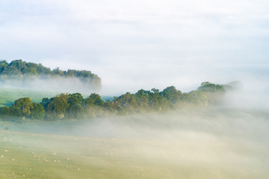 Aerial view of rolling green hills and a line of trees partially hidden by thick morning mist with sheep grazing in the fields Nuffield Oxfordshire United Kingdom. Aerial view of rolling green hills and a line of trees partially hidden by thick morning mist with sheep grazing in the fields Nuffield Oxfordshire United Kingdom.