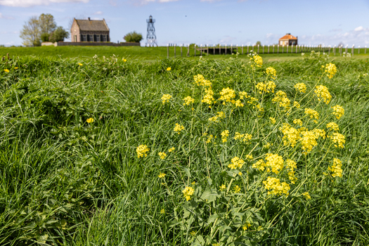 View of the historic church and lighthouse of Schokland surrounded by yellow wildflowers in a green meadow Schokland Flevoland Netherlands.
