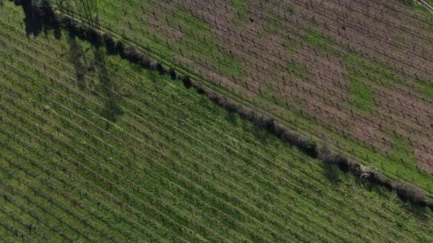 Aerial view of a kiwi plantation Portugal.