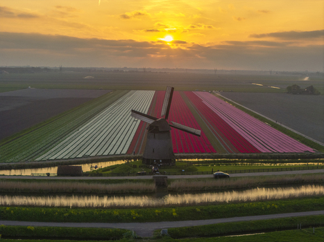 Aerial view of a traditional windmill standing amidst vibrant rows of blooming tulips in the Netherlands. Aerial view of a traditional windmill standing amidst vibrant rows of blooming tulips in the Netherlands.