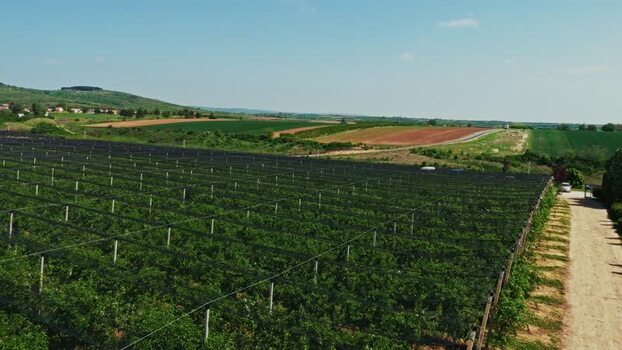 Aerial view of vineyard in Mala Remeta Serbia.