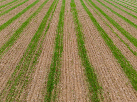 Aerial view of agricultural farmland with alternating rows of green crops and tilled soil in Looe Cornwall United Kingdom. Aerial view of agricultural farmland with alternating rows of green crops and tilled soil in Looe Cornwall United Kingdom.
