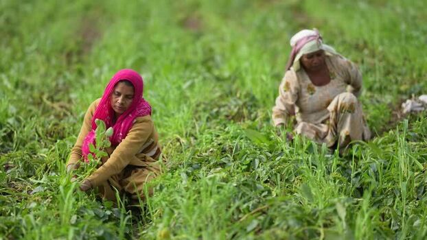 View of women working in a green field in Patna India.