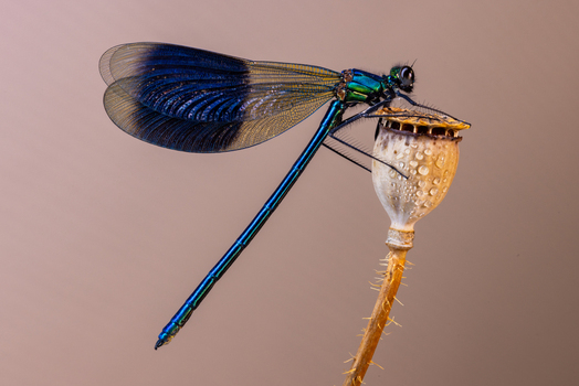 View of an iridescent blue damselfly perched on a dried poppy seed pod with shimmering wings and a metallic body Wittenheim Grand Est France.
