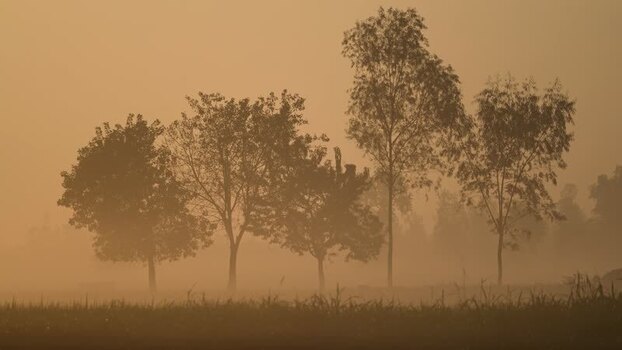 View of silhouetted trees in thick golden fog Bangladesh.