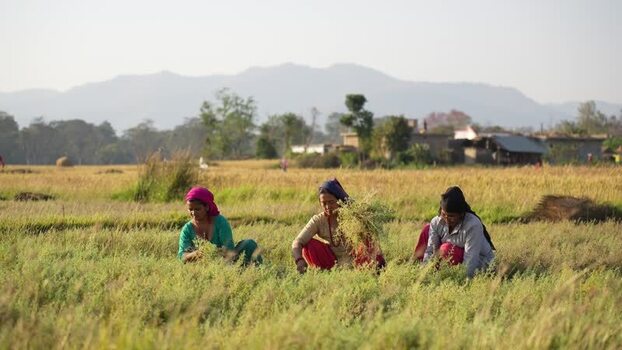 View of women harvesting crops in a rural field Nepal.