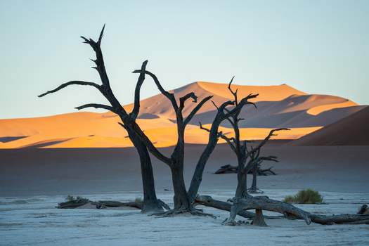 View of stark skeletal trees clawing at the sky against the backdrop of towering sun kissed dunes contrasting textures in the desert Sossusvlei Hardap Region Namibia. View of stark skeletal trees clawing at the sky against the backdrop of towering sun kissed dunes contrasting textures in the desert Sossusvlei Hardap Region Namibia.