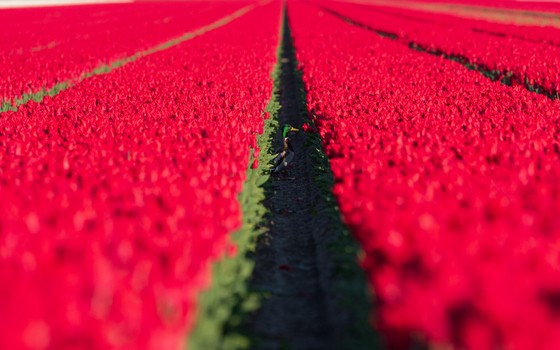 View of a mallard duck standing in a narrow dirt path between vibrant rows of blooming red tulips in Ursem North Holland Netherlands. View of a mallard duck standing in a narrow dirt path between vibrant rows of blooming red tulips in Ursem North Holland Netherlands.