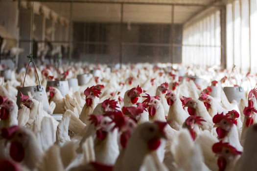 View of a large scale layer poultry farm with numerous white chickens in a commercial egg production facility in Multan City Punjab Pakistan. View of a large scale layer poultry farm with numerous white chickens in a commercial egg production facility in Multan City Punjab Pakistan.