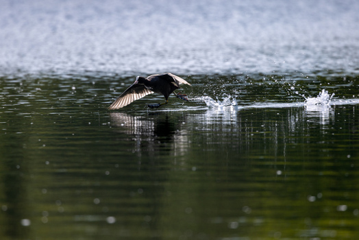 View of a coot running across the surface of a calm lake with water splashing behind it in Mulhouse Grand Est France.