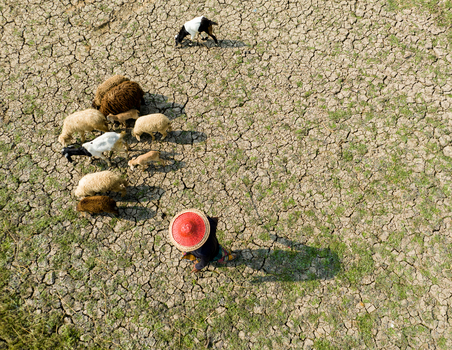 Aerial view of a shepherd in a conical hat tending his flock of sheep on the cracked parched earth under the harsh sun Sirajganj Rajshahi Division Bangladesh. Aerial view of a shepherd in a conical hat tending his flock of sheep on the cracked parched earth under the harsh sun Sirajganj Rajshahi Division Bangladesh.