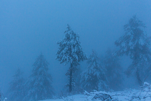 View of snow laden pine trees emerge from a dense ethereal fog their forms softened by the misty atmosphere creating a serene winter wonderland Pir Chanasi Azad Kashmir Pakistan.
