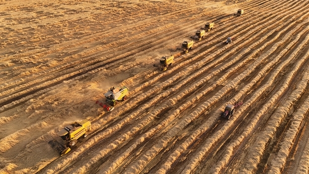 Kadinhani Konya Turkiye 24 September 2026 Aerial view of multiple combine harvesters working in a vast wheat field during the harvest season. Kadinhani Konya Turkiye 24 September 2026 Aerial view of multiple combine harvesters working in a vast wheat field during the harvest season.