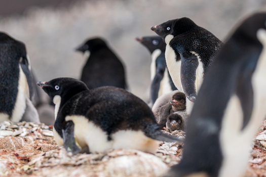 View of a colony of Adelie penguins with fluffy chicks nesting on the rocky terrain of Paulet Island Antarctica. View of a colony of Adelie penguins with fluffy chicks nesting on the rocky terrain of Paulet Island Antarctica.
