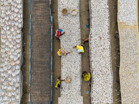 Cox s Bazar Bangladesh 11 March 2026 Aerial view of workers tending to small fish drying on long wooden racks in a traditional yard. Cox s Bazar Bangladesh 11 March 2026 Aerial view of workers tending to small fish drying on long wooden racks in a traditional yard.
