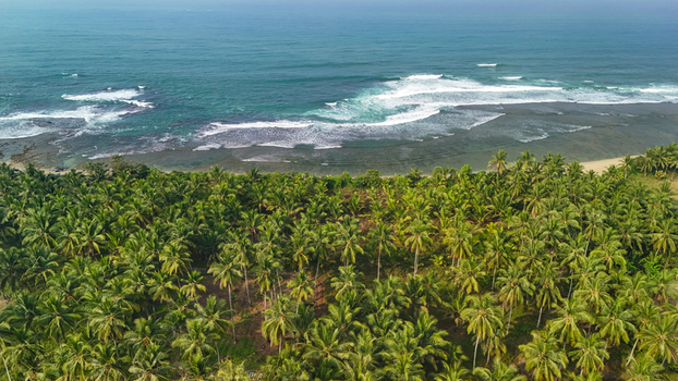 Aerial view of a tropical beach lined with lush palm trees and turquoise ocean waves crashing on the shore Indonesia. Aerial view of a tropical beach lined with lush palm trees and turquoise ocean waves crashing on the shore Indonesia.