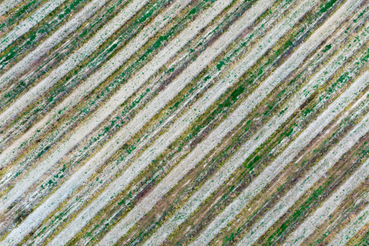 Aerial view of the diagonal vineyard rows in the Valdarno valley with green vines and sandy soil Florence Tuscany Italy. Aerial view of the diagonal vineyard rows in the Valdarno valley with green vines and sandy soil Florence Tuscany Italy.