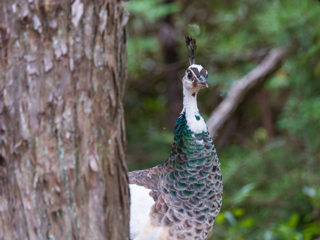 View of a peacock with iridescent green feathers and a white neck perched near a tree trunk in a lush forest Narita Chiba Japan. View of a peacock with iridescent green feathers and a white neck perched near a tree trunk in a lush forest Narita Chiba Japan.