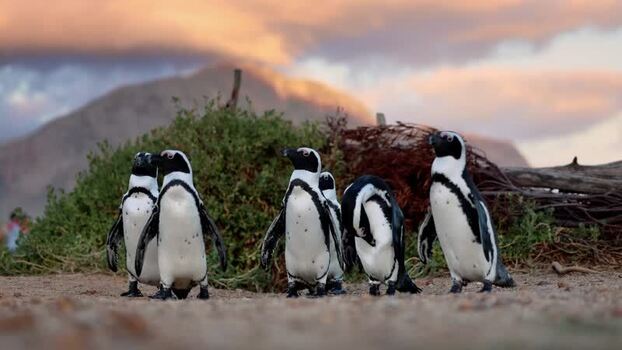 View of African penguins at Stoney Point Penguin Colony South Africa. View of African penguins at Stoney Point Penguin Colony South Africa.