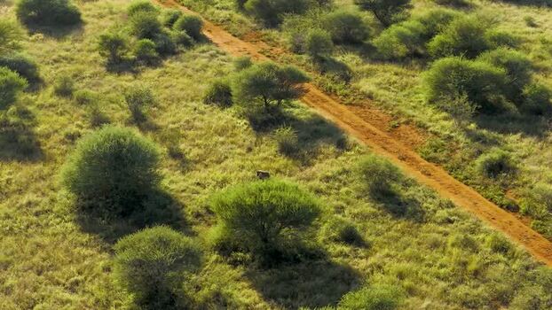 Aerial view of hyena in savanna landscape in Thabazimbi South Africa.