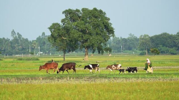 View of a woman herding cattle in a rural field Bangladesh. View of a woman herding cattle in a rural field Bangladesh.