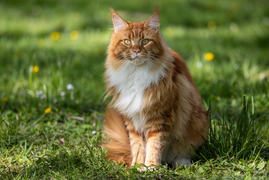 View of a majestic ginger Maine Coon cat with long fur and tufted ears sitting on a lush green lawn in the sunlight in Mulhouse Grand Est France.