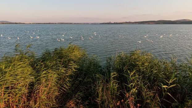 Aerial view of Lake Burgas with swans and reeds Bulgaria. Aerial view of Lake Burgas with swans and reeds Bulgaria.