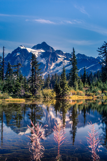 View of Mount Baker reflected in a calm lake surrounded by pine trees and fireweed under a clear blue sky in Whatcom County Washington United States. View of Mount Baker reflected in a calm lake surrounded by pine trees and fireweed under a clear blue sky in Whatcom County Washington United States.