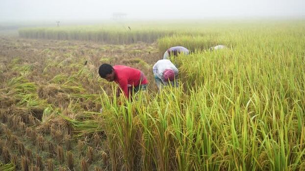 View of farmers harvesting rice in a foggy field in Bangladesh. View of farmers harvesting rice in a foggy field in Bangladesh.