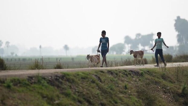 View of boys walking with goats on a rural road in Patna India.