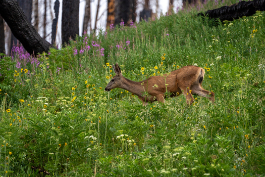 View of a mule deer walking through a meadow filled with wildflowers and charred tree trunks in the background in Colorado United States. View of a mule deer walking through a meadow filled with wildflowers and charred tree trunks in the background in Colorado United States.