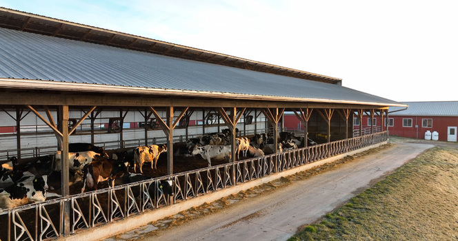 Aerial view of a dairy farm with Holstein cows resting inside a large open sided barn with a metal roof located in Penryn Pennsylvania United States.