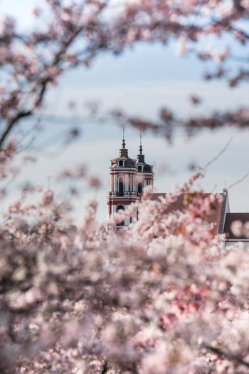 View of the Church of St. Philip and St. James framed by blooming pink cherry blossoms under a soft spring sky in Vilnius Vilnius County Lithuania. View of the Church of St. Philip and St. James framed by blooming pink cherry blossoms under a soft spring sky in Vilnius Vilnius County Lithuania.