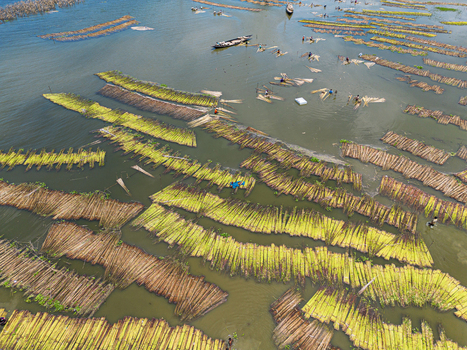 Natore Rajshahi Division Bangladesh 25 July 2026 Aerial view of jute stalks being retted in water with workers in small wooden boats in a rural landscape.