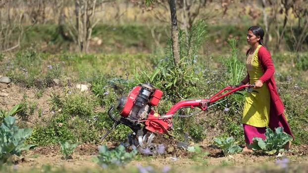 View of a woman operating a red power tiller in a field Nepal. View of a woman operating a red power tiller in a field Nepal.
