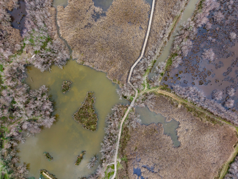 Aerial view of the Scamandre Regional Nature Reserve featuring a wooden boardwalk winding through marshes and dry reeds in Arles Provence Alpes Cote d Azur France. Aerial view of the Scamandre Regional Nature Reserve featuring a wooden boardwalk winding through marshes and dry reeds in Arles Provence Alpes Cote d Azur France.