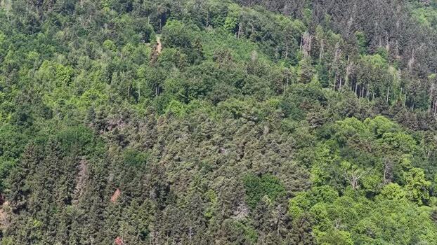 Aerial view of dense mixed forest on rolling hills France.