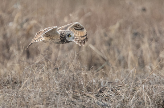 View of a short eared owl in flight over a dry grassy field in Delta British Columbia Canada. View of a short eared owl in flight over a dry grassy field in Delta British Columbia Canada.
