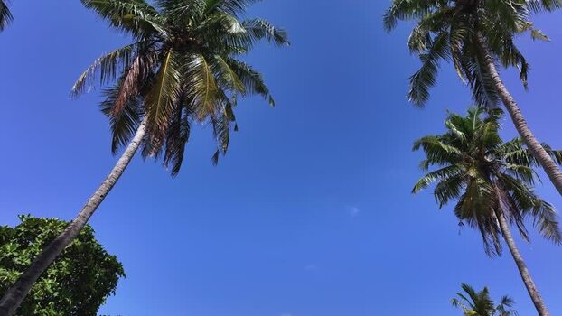 Aerial view of palm trees against a clear blue sky Maldives. Aerial view of palm trees against a clear blue sky Maldives.