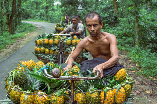 Jalchatro Dhaka Division Bangladesh 14 July 2026 View of men transporting fresh pineapples on bicycles through the lush forest area near Jalchotro Bazar.