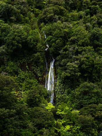 View of a delicate waterfall cascading down a verdant cliff face embraced by lush green foliage creating a stunning natural spectacle Milford Sound New Zealand.