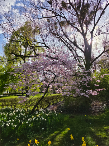 View of a cherry blossom tree in full bloom with vibrant pink flowers and yellow daffodils in the foreground at Maschsee park in Hanover Lower Saxony Germany.