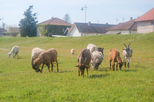 View of a herd of goats and sheep grazing on a lush green meadow with village houses in the background under a clear sky Futog Vojvodina Serbia. View of a herd of goats and sheep grazing on a lush green meadow with village houses in the background under a clear sky Futog Vojvodina Serbia.