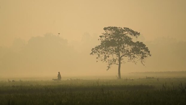 View of a lone tree in a misty field at dawn Bangladesh. View of a lone tree in a misty field at dawn Bangladesh.