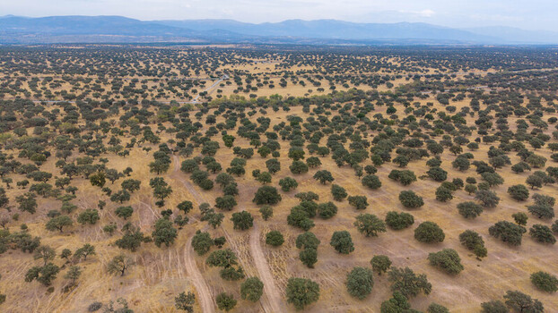 Aerial view of the vast dehesa landscape with scattered holm oak trees across dry golden fields in Navalmoral de la Mata Extremadura Spain.