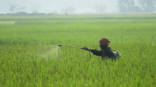 View of a farmer spraying pesticides in a rice field Bangladesh. View of a farmer spraying pesticides in a rice field Bangladesh.