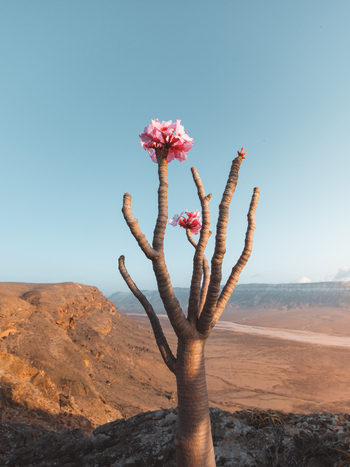 View of a blooming Desert Rose tree with pink flowers standing in the arid rocky landscape of Socotra Yemen. View of a blooming Desert Rose tree with pink flowers standing in the arid rocky landscape of Socotra Yemen.